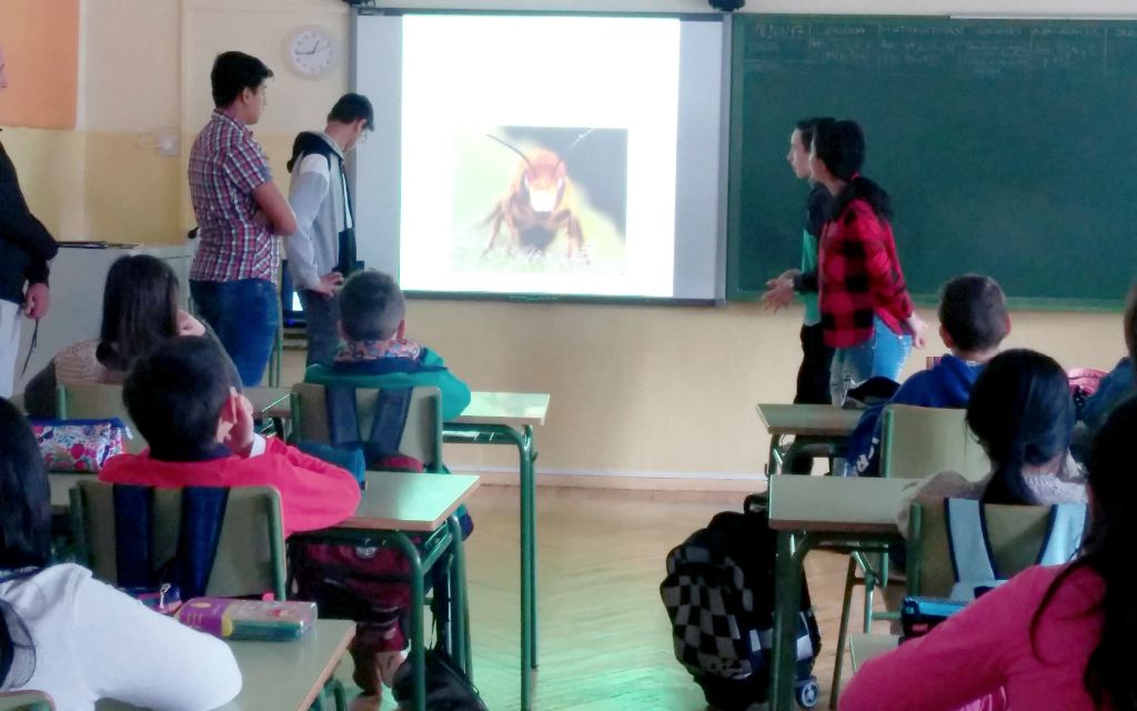 abejas