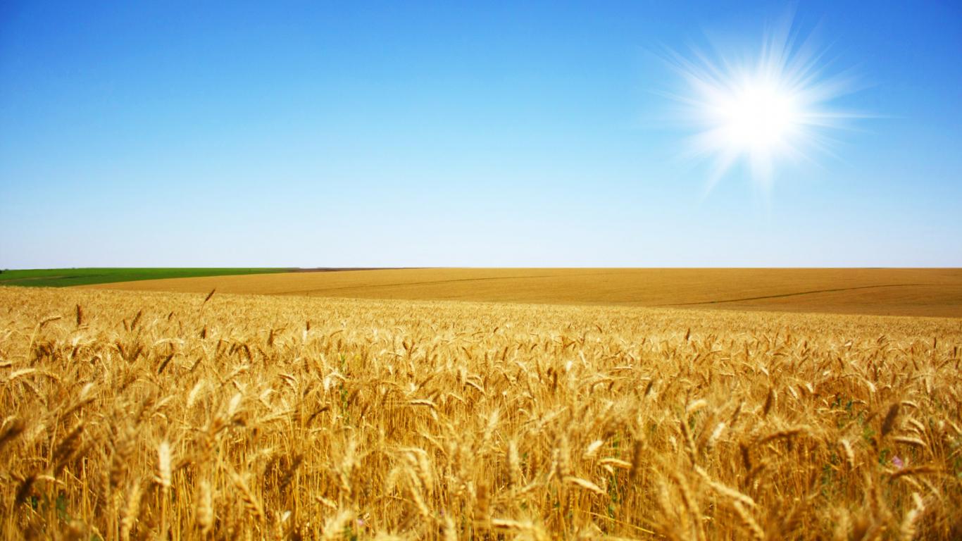 Campo trigo