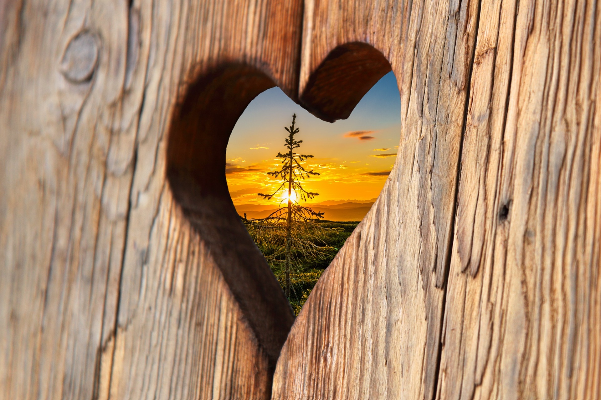 Amor