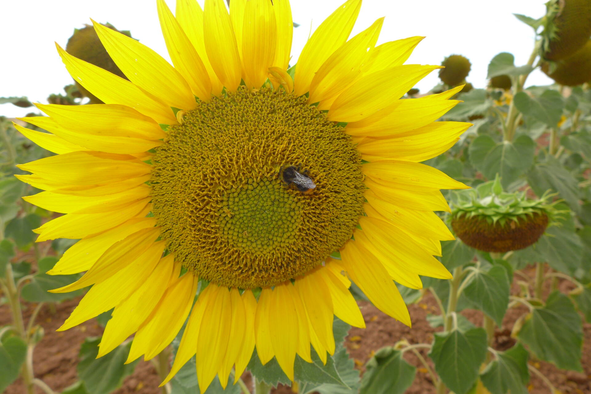 verano coronavirus