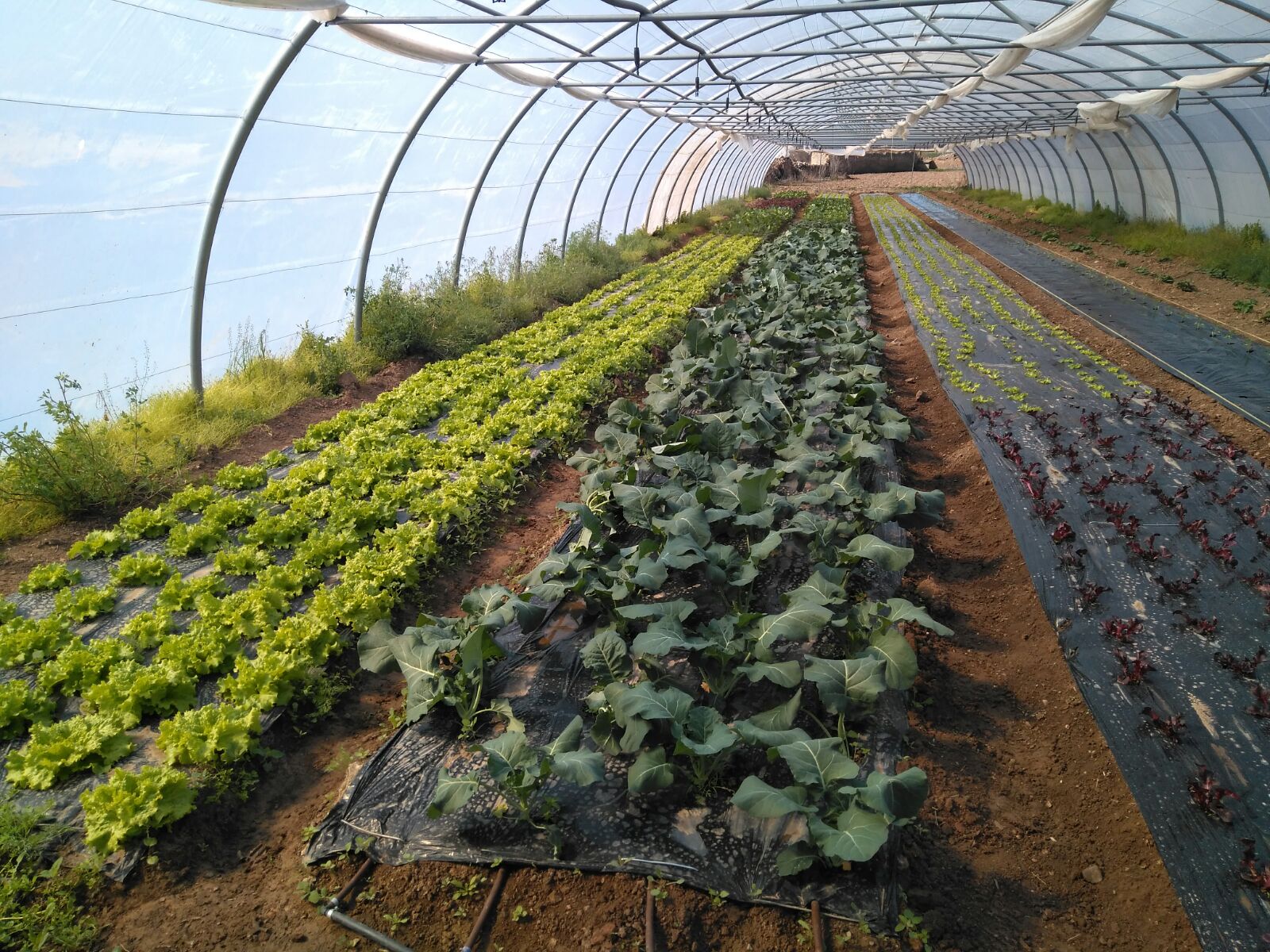 Huerta Molinillo 3