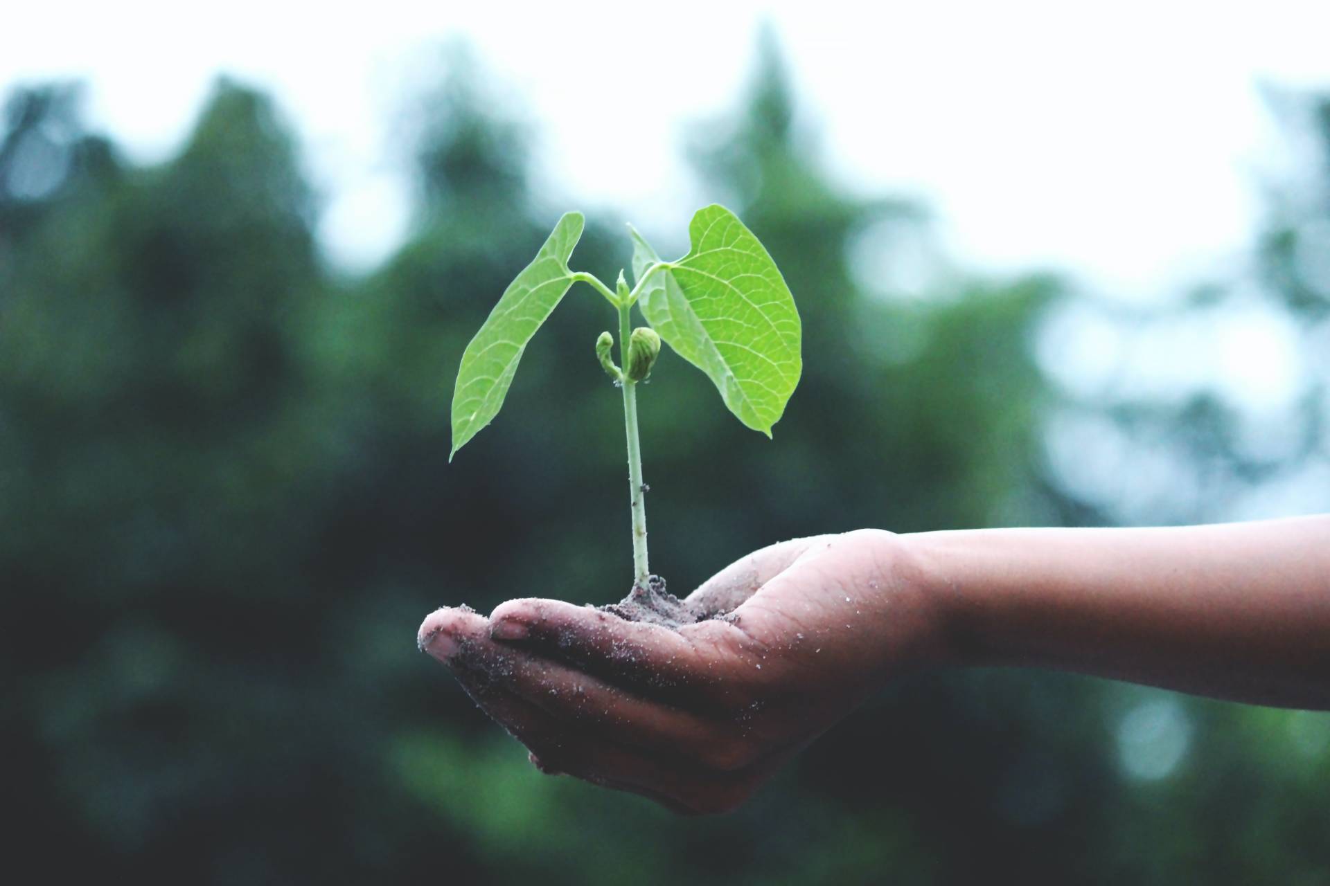 ecología integral