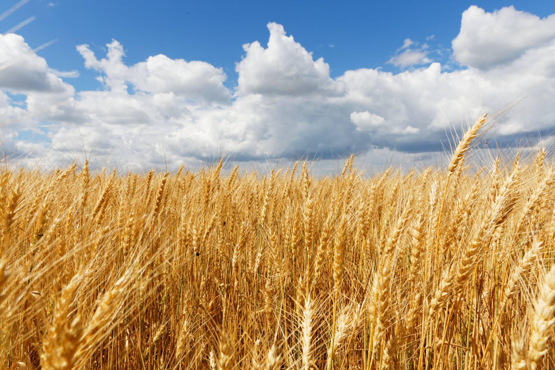 «La Pastoral Rural siembra los campos de esperanza»